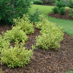 Bubbly Wine™ Weigela -Great Garden Plants Shop WeigelaBubblyWineDSC04588 800x800 fef1585