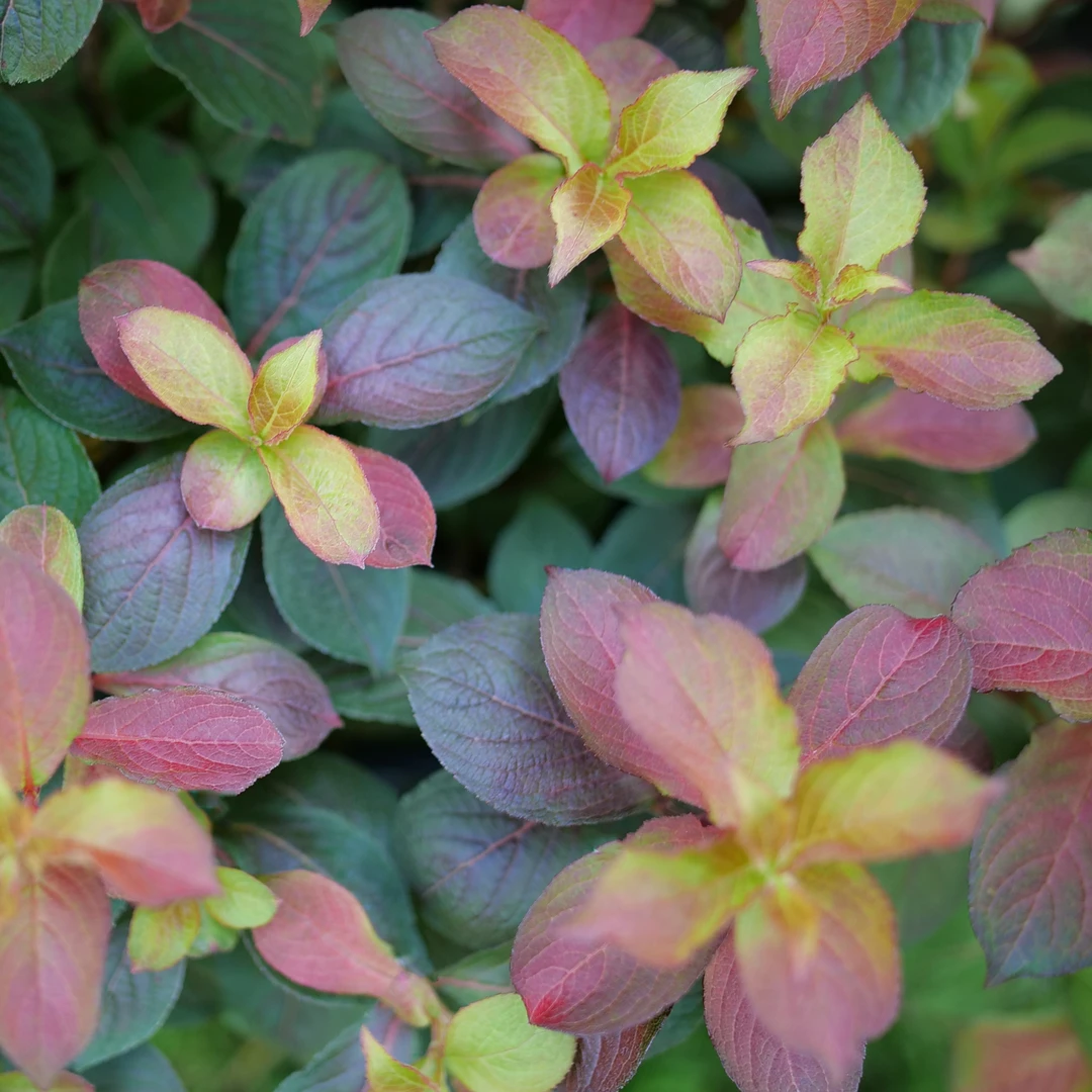 Midnight Sun™ Weigela 1 Midnight Sun™ Weigela