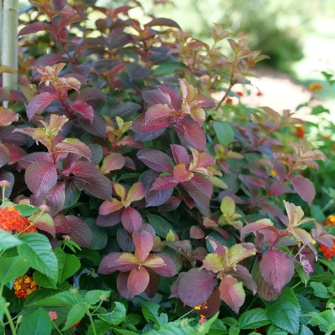 Midnight Sun™ Weigela 2 Midnight Sun™ Weigela - Image 2
