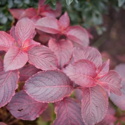 Midnight Sun™ Weigela 9 Midnight Sun™ Weigela -Great Garden Plants Shop WeigelaMidnightSunP1117997 1080x1080 d3163c7