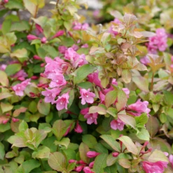 Midnight Sun™ Weigela 7 Midnight Sun™ Weigela -Great Garden Plants Shop WeigelaMidnightSunP1184011 800x800 af8f5c9