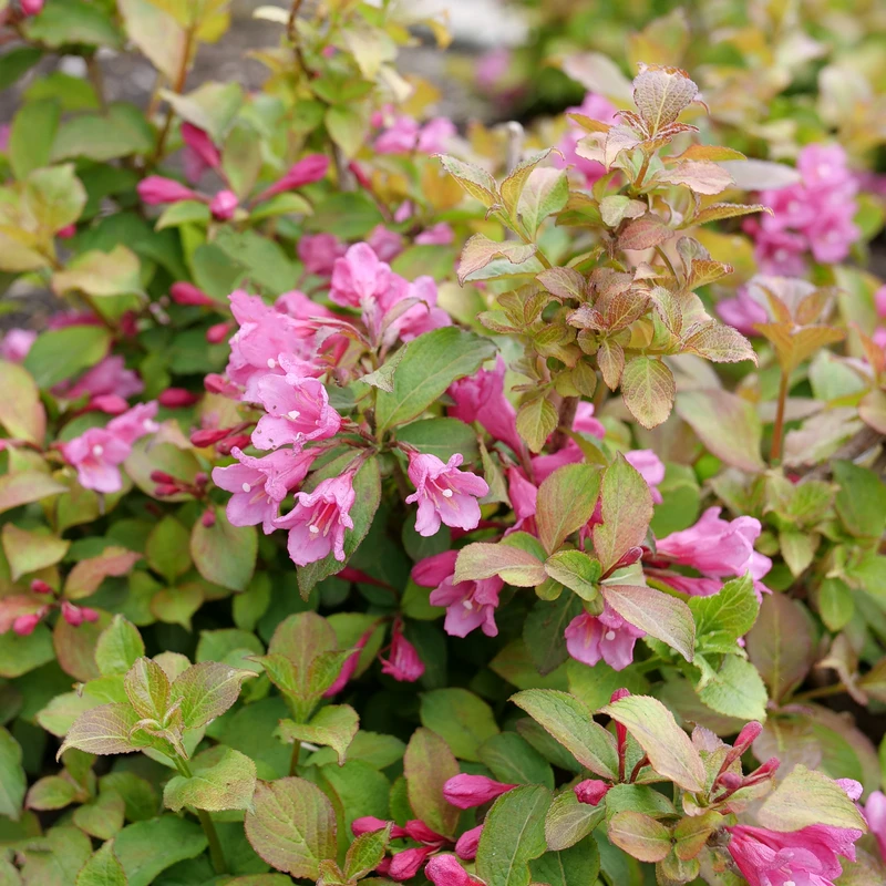 Midnight Sun™ Weigela 3 Midnight Sun™ Weigela - Image 3