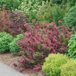 Sonic Bloom Punch™ Weigela -Great Garden Plants Shop WeigelaSonicBloomPunchDSC06419 800x800 6296f1c