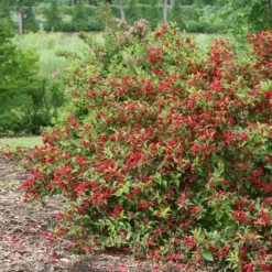 Sonic Bloom® Red Weigela -Great Garden Plants Shop WeigelaSonicBloomRedIMG 9370 800x800 5a01884