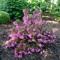 Sonic Bloom Wine™ Weigela -Great Garden Plants Shop WeigelaSonicBloomWineP1194940 1080x1080 4e2be0d