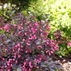 Very Fine Wine™ Weigela -Great Garden Plants Shop WeigelaVeryFineWineP1162632 800x800 7a32969