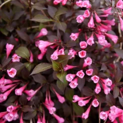 Very Fine Wine™ Weigela -Great Garden Plants Shop WeigelaVeryFineWineP1173290 800x800 2d50814