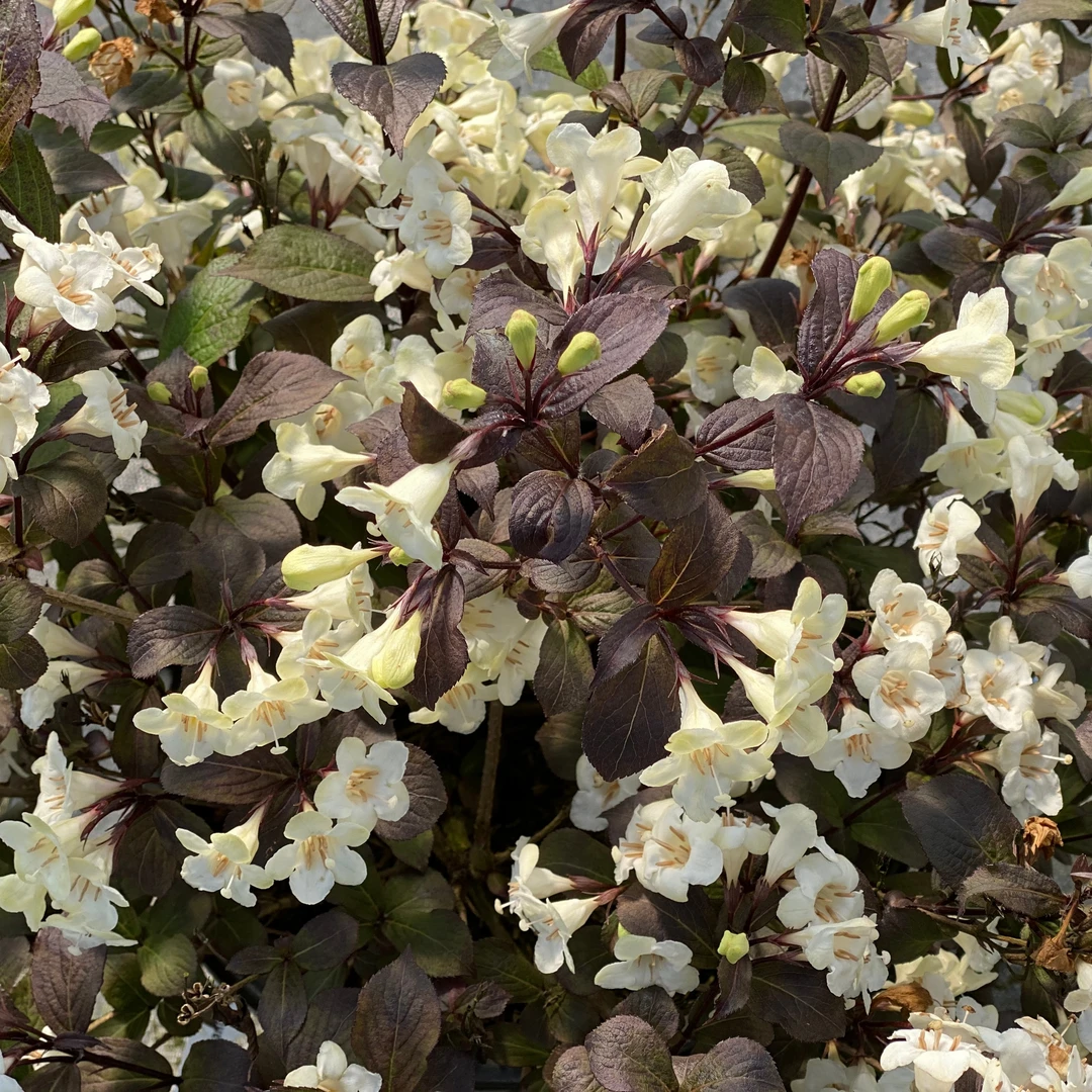 Wine & Spirits™ Weigela 3 Wine & Spirits™ Weigela - Image 3