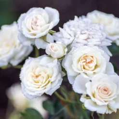 White Drift® Rose -Great Garden Plants Shop WhiteDrift Rose 3