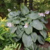 Shadowland® 'Empress Wu' Hosta