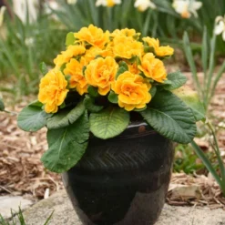 Bouquet Perfect™ 'Mandarin' Primrose -Great Garden Plants Shop a20290eaa51c635a80390eab2148cd2e