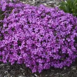 'Magenta Sprite' Hybrid Spring Phlox -Great Garden Plants Shop a3a561a4ec62518a5b11e34186cf3056
