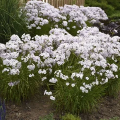 'Opening Act Pink-A-Dot' Hybrid Phlox -Great Garden Plants Shop a90d2caaa7944a98a89169dc45a5e969