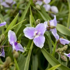 'Webmaster' Spiderwort