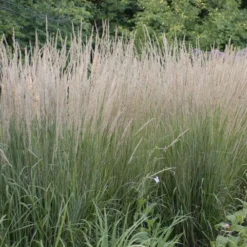 'Karl Foerster' Feather Reed Grass -Great Garden Plants Shop ab49f9ad0a0821b841814629f0f7bb0a