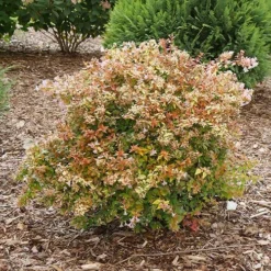 Funshine® Abelia -Great Garden Plants Shop abelia funshine 1 P sw