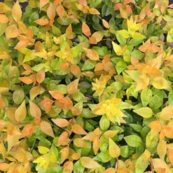 FunshineĀ® Abelia