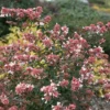 Ruby Anniversary® Abelia
