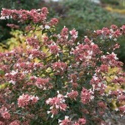 Ruby Anniversary® Abelia