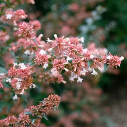 Ruby Anniversary® Abelia -Great Garden Plants Shop abelia ruby anniversary 3 P