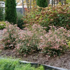 Ruby Anniversary® Abelia -Great Garden Plants Shop abelia ruby anniversary 5 P