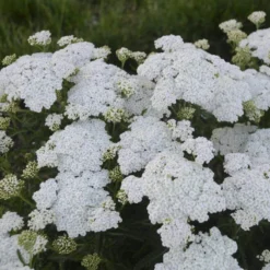 'Firefly Diamond' Yarrow -Great Garden Plants Shop achillea firefly diamond yarrow 2 sw