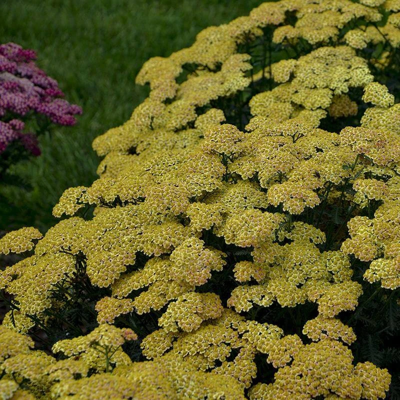 'Firefly Peach Sky' Yarrow 4 'Firefly Peach Sky' Yarrow - Image 4