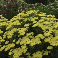 'Firefly Sunshine' Yarrow -Great Garden Plants Shop achillea firefly sunshine yarrow 2 sw