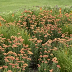 'Firefly Peach Sky' Yarrow 10 'Firefly Peach Sky' Yarrow -Great Garden Plants Shop ade44eb930d80f6cbf6a35ce38c007ea