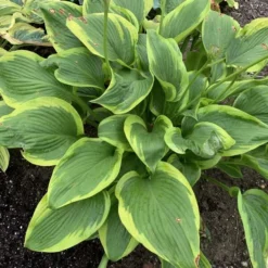 Shadowland® 'Lone Star' Hosta 6 Shadowland® 'Lone Star' Hosta -Great Garden Plants Shop adf534505a6fa203ffe8e4351850b130