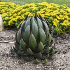 Mad About Mangave® 'Praying Hands' Mangave 5 Mad About Mangave® 'Praying Hands' Mangave -Great Garden Plants Shop afbb6542cb79ae203ddfc72e4d86b703