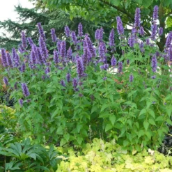 'Blue Boa' Hummingbird Mint -Great Garden Plants Shop agastache blue boa 3 029cfbf5 6258 4ea5 a35f 3b9fed44be96 sw