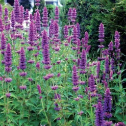 'Blue Boa' Hummingbird Mint -Great Garden Plants Shop agastache blue boa 4 b931e810 6f31 48ec a96b ffabeb9ae4c4 sw