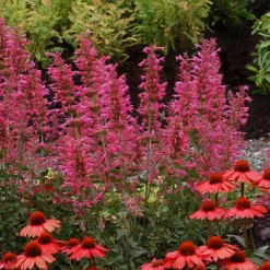 'Morello' Hummingbird Mint 5 'Morello' Hummingbird Mint -Great Garden Plants Shop agastache morello 3 P