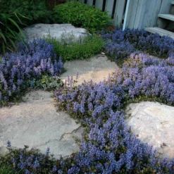 'Chocolate Chip' Bugleweed -Great Garden Plants Shop ajuga chocolate chip bugleweed 4