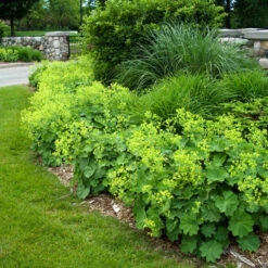 Lady's Mantle -Great Garden Plants Shop alchemilla mollis ladys mantle 4