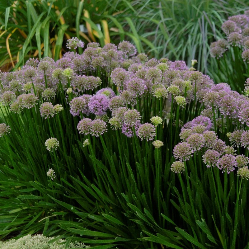 'Millenium' Allium 3 'Millenium' Allium - Image 3