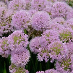'Millenium' Allium 8 'Millenium' Allium -Great Garden Plants Shop allium millenium 2