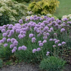 'Blue Eddy' Allium