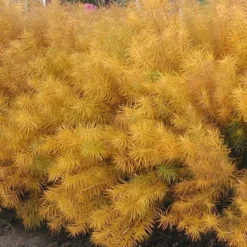 Threadleaf Bluestar 13 Threadleaf Bluestar -Great Garden Plants Shop amsonia hubrichtii bluestar 2