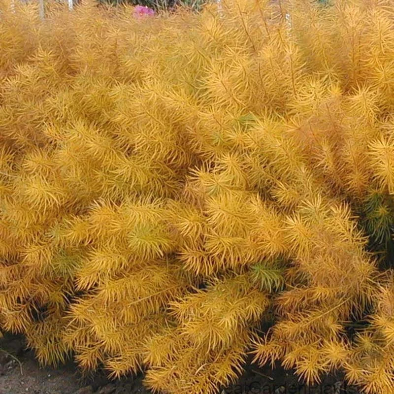 Threadleaf Bluestar 7 Threadleaf Bluestar - Image 7