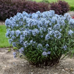 'Storm Cloud' Bluestar 9 'Storm Cloud' Bluestar -Great Garden Plants Shop amsonia tabernaemontana storm cloud bluestar 2
