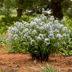 'Storm Cloud' Bluestar 10 'Storm Cloud' Bluestar -Great Garden Plants Shop amsonia tabernaemontana storm cloud bluestar 3