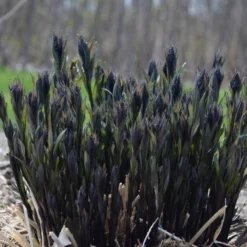 'Storm Cloud' Bluestar 8 'Storm Cloud' Bluestar -Great Garden Plants Shop amsonia tabernaemontana storm cloud bluestar 5