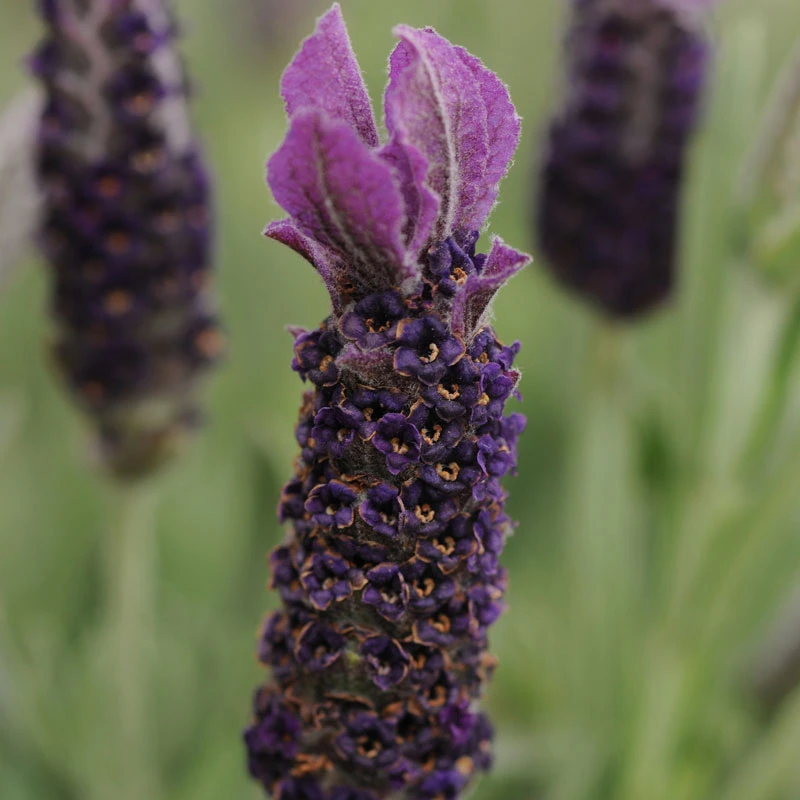 Anouk Supreme Spanish Lavender 1 Anouk Supreme Spanish Lavender