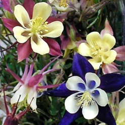 'Biedermeier Mix' Columbine -Great Garden Plants Shop aquilegia biedermeier mix columbine 4 square sw