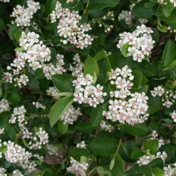 Low Scape Hedger® Aronia -Great Garden Plants Shop aronia low scape hedger 1 P
