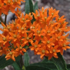Orange Milkweed -Great Garden Plants Shop asclepias tuberosa butterfly weed 1