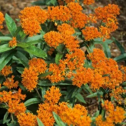 Butterfly Garden Collection 12 Butterfly Garden Collection -Great Garden Plants Shop asclepias tuberosa butterfly weed 2 394d21bb 215f 4992 9901 1ddc40f3a271