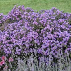 Great Garden Plants Shop 13 Kickin® 'Lilac Blue' New England Aster